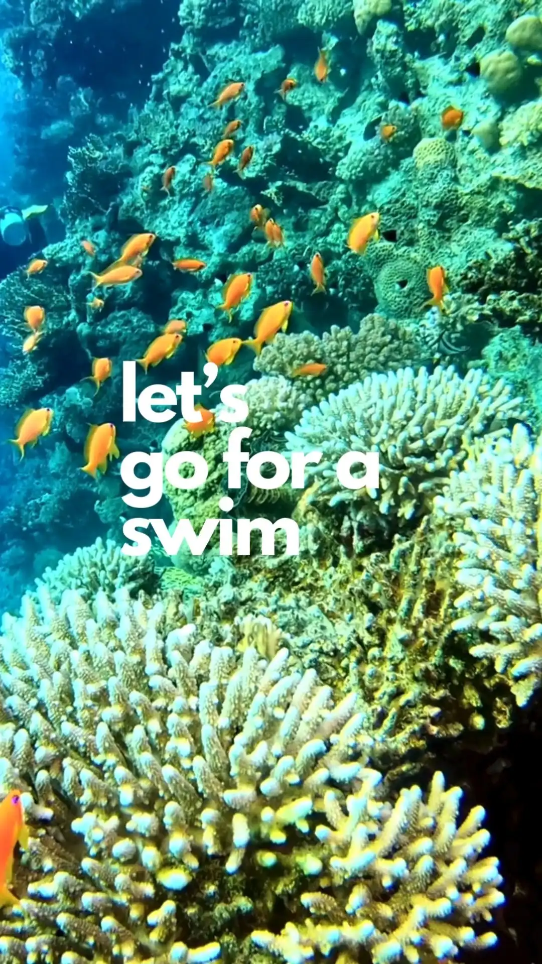 One of the many wonderful reasons we love and are inspired by the island of St. Croix....The Underwater Paradise!

St. Croix boasts some of the most stunning coral reefs in the Caribbean. Dive into an underwater world teeming with colorful marine life and explore the famous Buck Island Reef National Monument. 🐠🌊 

#SnorkelStCroix #UnderwaterAdventure #MarineWonderland #DrinkingDresses #StCroixInspired